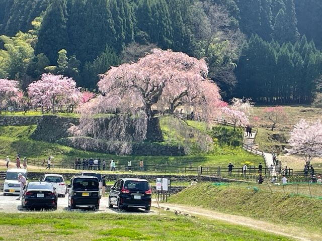 又兵衛桜